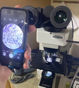 ...and then slowly move the smartphone closer to the eyepiece, while adjusting both direction and location so as to keep the bright circle in the center of the display, until the camera is able to focus and you have a visible field that is large enough for evaluation, and then take your photos.