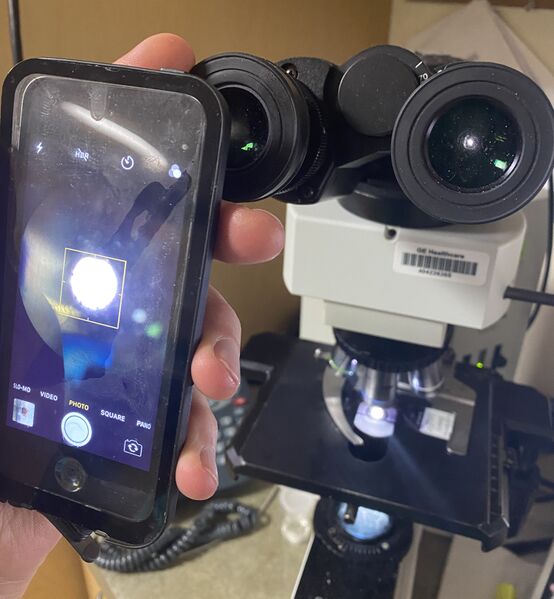 File:Micrography with a smartphone 1.jpg