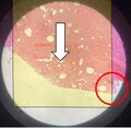Thumbnail for version as of 07:45, 23 September 2022