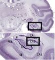 Thumbnail for version as of 08:52, 12 August 2020