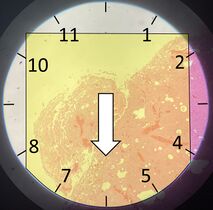 Starting at top left in the view, aim to scan a strip that trajects a circular field of view approximately at the clock positions shown...