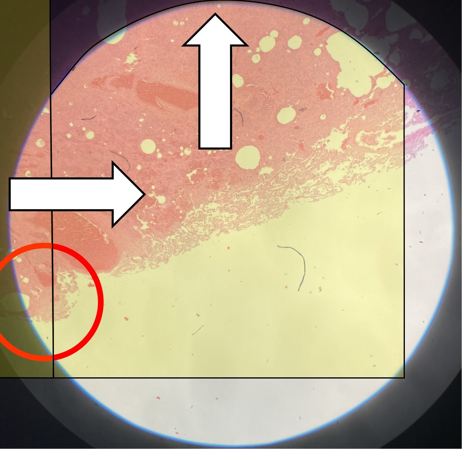 ...Move the field of view over so that the object is seen on the opposite side. The new strip to be scanned will now be juxtaposed to the one you previously scanned.